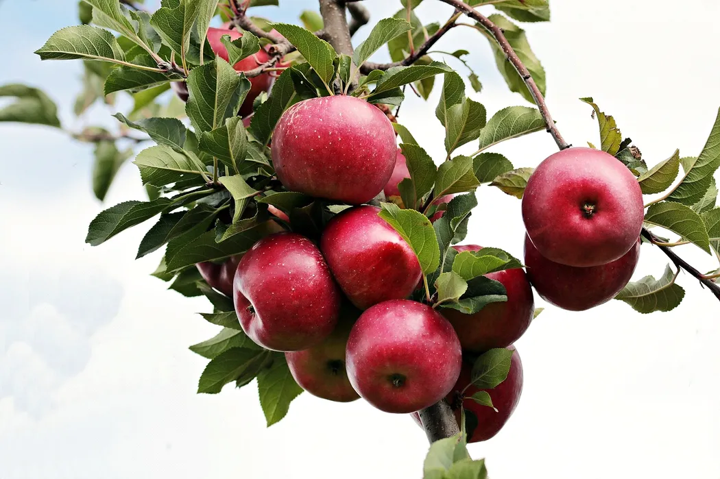 Ocet jabłkowy do picia – co daje i na co pomaga?