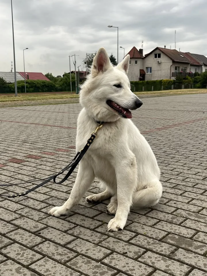 Grafika promocyjna wydarzenia Posłuszeństwo Średnio Zaawansowane Tczew — kurs dla psów po podstawach