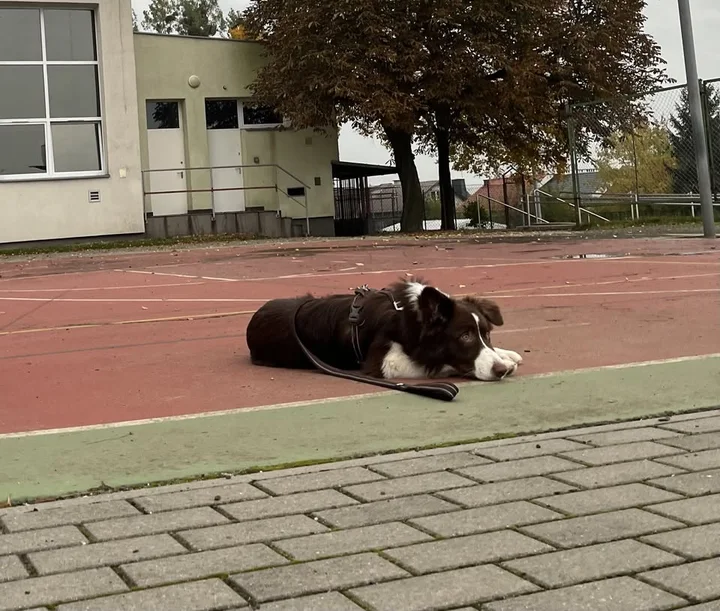 Grafika promocyjna wydarzenia Posłuszeństwo Zaawansowane Tczew — kurs dla psów, które chcą iść dalej