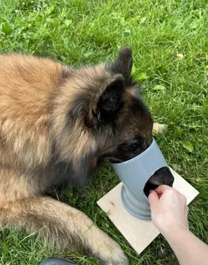 Grafika promocyjna wydarzenia Nosework Tczew – zajęcia dla początkujących z nauką pracy węchowej psa