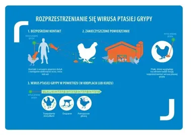 Strefa zakażenia znika, ale hodowcy w powiecie tczewskim nadal muszą uważać